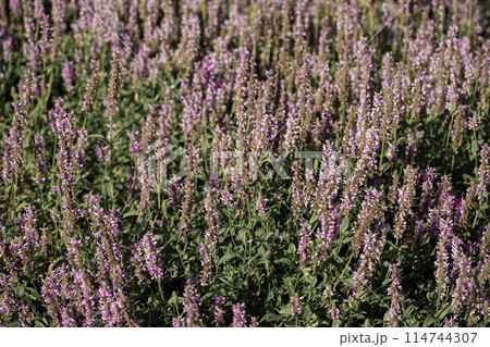Flower bed with simple pink flowers as background or wallpapers. Summer blossoming time. Soft focus. 114744307