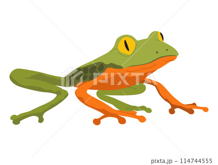 Frog or toad, amphibian animal. Type of froggy. Exotic tropical reptile. Flat vector illustration on white background Frog or toad, amphibian animal. Type of froggy. Exotic tropical reptile. Flat vector illustration on white background 114744555