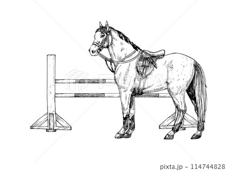 Graphic vector illustration of horse and barrier for show jumping and horse jumping, white and red poles. Equipment for horse riding. Isolated. For cards, prints, decor Graphic vector illustration of horse and barrier for show jumping and horse jumping, white and red poles. Equipment for horse riding. Isolated. For cards, prints, decor 114744828