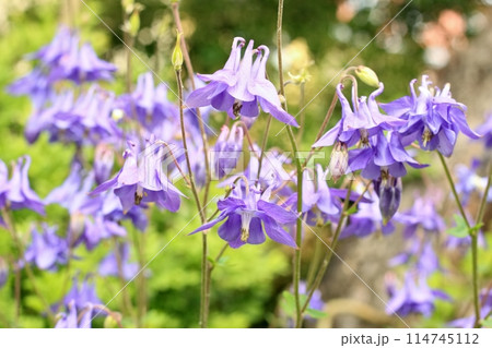 Violet flowers of common columbine, lat. Aquilegia vulgaris.  114745112