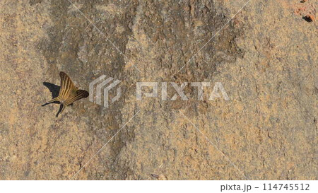 Close-up of a Butterfly Walking on a Sunlit Rock Outdoors Close-up of a Butterfly Walking on a Sunlit Rock Outdoors 114745512