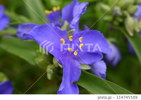 ムラサキツユクサの花 ムラサキツユクサの花 114745589