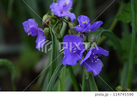 ムラサキツユクサの花 114745590