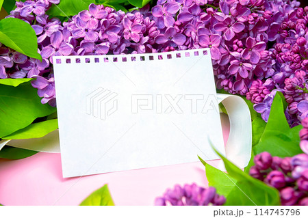 beautiful dark purple fresh lilac on the pink background, purple background 114745796