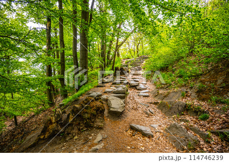A rocky path winds through a lush, green forest under bright sunlight. The scene is serene with trees and foliage creating a vibrant, natural setting. 114746239