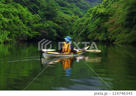 沖縄県西表島　マングローブの川を進むカヤック 114746345
