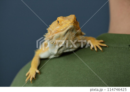 Minimal close up of yellow iguana sitting on mans shoulder and looking at camera against blue, copy space 114746425