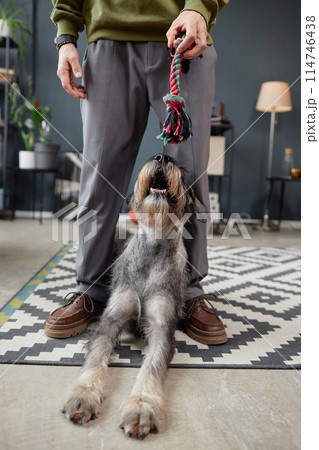Vertical full length portrait of curious schnauzer puppy looking up at man holding dog toys Vertical full length portrait of curious schnauzer puppy looking up at man holding dog toys 114746438