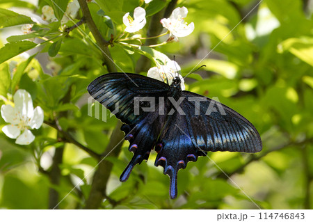 ズミの花の蜜を吸うミヤマカラスアゲハ 114746843