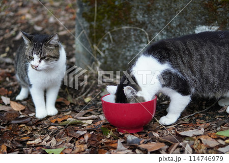 ご飯を食べる猫 ご飯を食べる猫 114746979