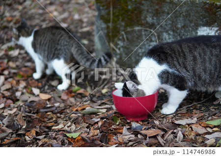 ご飯を食べる猫 ご飯を食べる猫 114746986