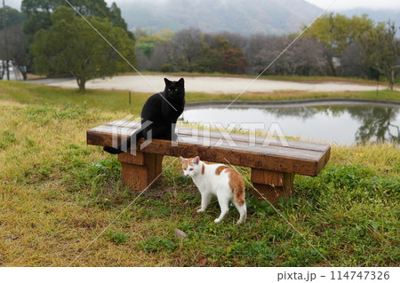 ネココロニーで一人遊びする可愛い猫 ネココロニーで一人遊びする可愛い猫 114747326