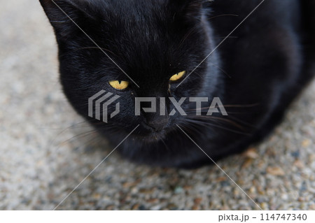 ネココロニーで一人遊びする可愛い猫 ネココロニーで一人遊びする可愛い猫 114747340