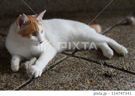 ネココロニーで一人遊びする可愛い猫 114747341