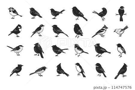 Doodle Tiny Birds Set. Hand Drawn Icons of Forest Birds. Tiny Birds, Tit, Sparrow, Thrush, and More. Black Icons with Clear Outlines on White Background. Wildlife Illustrations 114747576