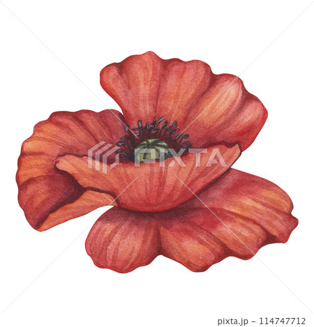 Red poppy petals black stamens flower. Meadow wild blossom, field blooming plants clip art. Hand drawn watercolor illustration isolated on white background. For Memorial day designs, cards, posters 114747712