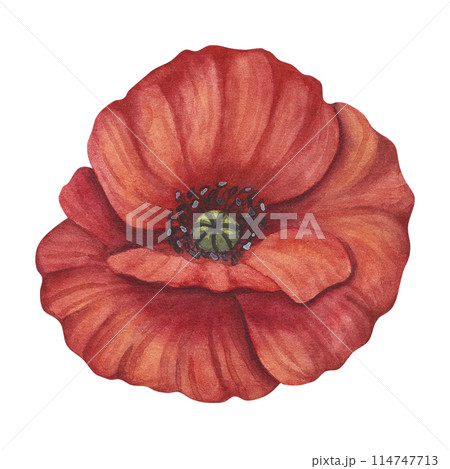 Red poppy petals black stamens flower. Meadow wild blossom, field blooming plants clip art. Hand drawn watercolor illustration isolated on white background. For Memorial day designs, cards, posters 114747713