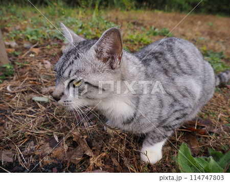 ハンサムだけど甘えん坊のサバトラ猫 ハンサムだけど甘えん坊のサバトラ猫 114747803