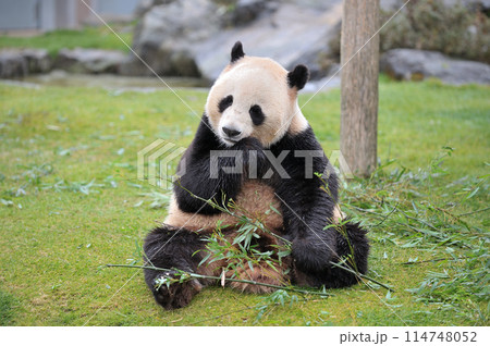 おいしそうに竹を食べる愛浜 114748052