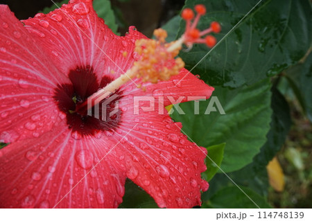 雫が垂れるハイビスカスの花びら 114748139
