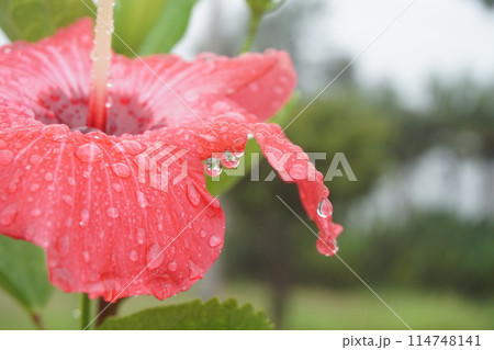 悪天候の沖縄旅行、ハイビスカスに雨粒 悪天候の沖縄旅行、ハイビスカスに雨粒 114748141