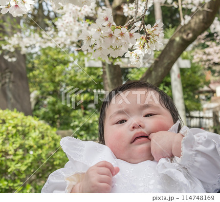 【お宮参りの赤ちゃんと桜】 【お宮参りの赤ちゃんと桜】 114748169