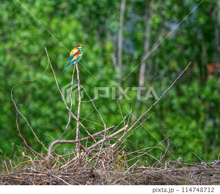 European bee-eater birds, Merops Apiaster, couple on a branch, Geneva, Switzerland European bee-eater birds, Merops Apiaster, couple on a branch, Geneva, Switzerland 114748712