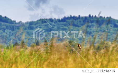 European bee-eater bird, Merops Apiaster, in a field, Geneva, Switzerland 114748713