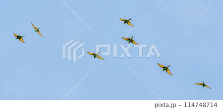 European bee-eater birds, Merops Apiaster, flight open wings, Geneva, Switzerland 114748714