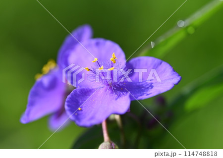 家の庭に咲いたムラサキツユクサ 114748818