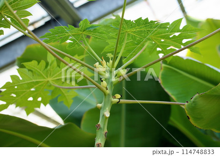 パパイアの実 パパイアの実 114748833