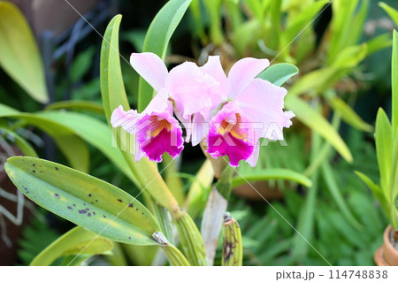 ランの花 カトレア ランの花 カトレア 114748838