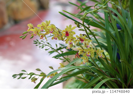 ランの花 シンビジュウム ランの花 シンビジュウム 114748840