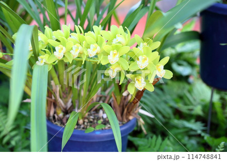ランの花　シンビジュウム 114748841
