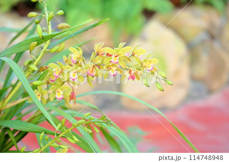 ランの花 シンビジュウム ランの花 シンビジュウム 114748948