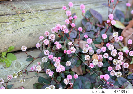 ヒメツルソバの花 ヒメツルソバの花 114748950