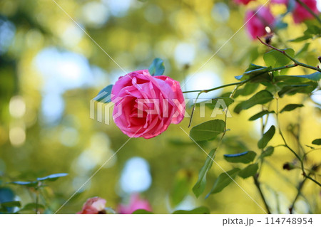 バラの花 ラビーニア バラの花 ラビーニア 114748954
