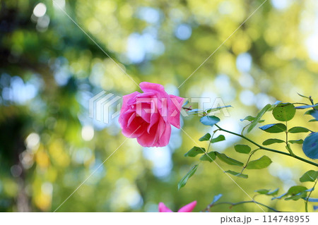 バラの花 ラビーニア バラの花 ラビーニア 114748955