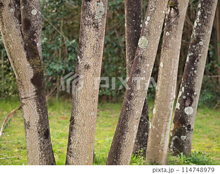 ニワウルシの林の風景 ニワウルシの林の風景 114748979