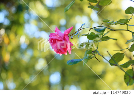 バラの花 ラビーニア バラの花 ラビーニア 114749020