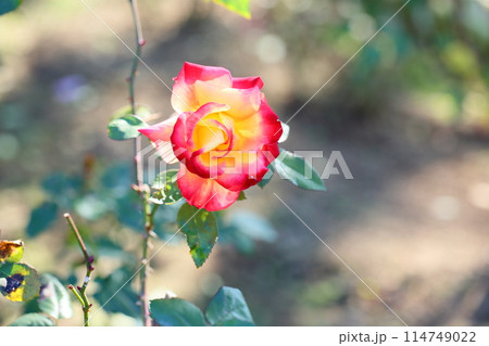 バラの花　チャールストン 114749022