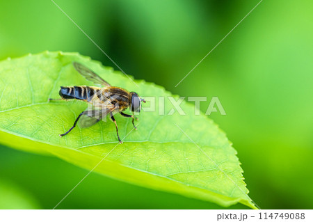 アシブトハナアブ アシブトハナアブ 114749088
