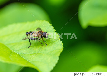 アシブトハナアブ アシブトハナアブ 114749089