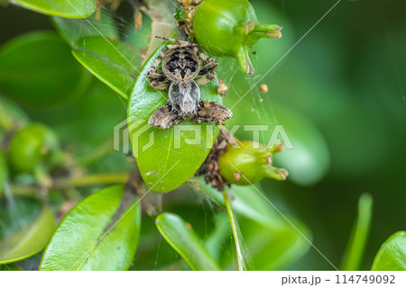 コゲチャオニグモ 114749092
