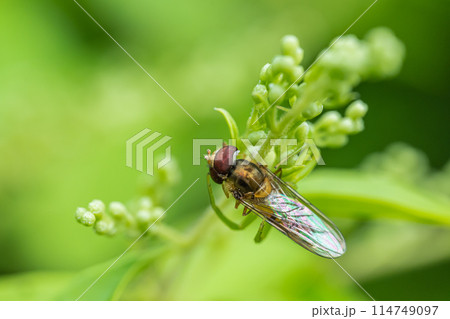ホソヒラタアブを捕食するコハナグモ 114749097
