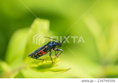 ビロードサシガメ 114749104