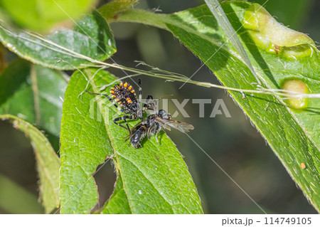 虫を捕食するシマサシガメ幼虫 114749105