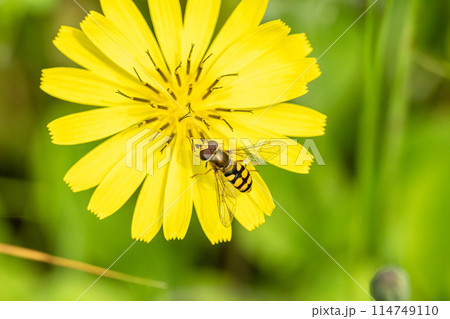 ナミホシヒラタアブ 114749110