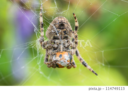テントウムシを捕食するコゲチャオニグモ テントウムシを捕食するコゲチャオニグモ 114749113