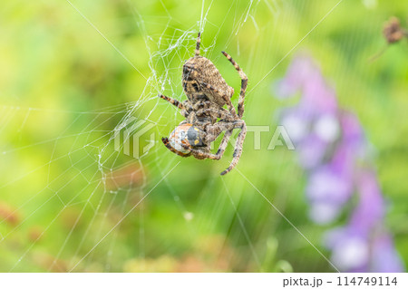 テントウムシを捕食するコゲチャオニグモ 114749114